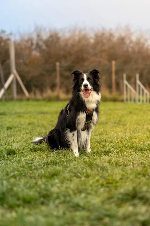 Travail en groupe avec chiens