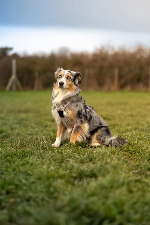 Socialisation canine