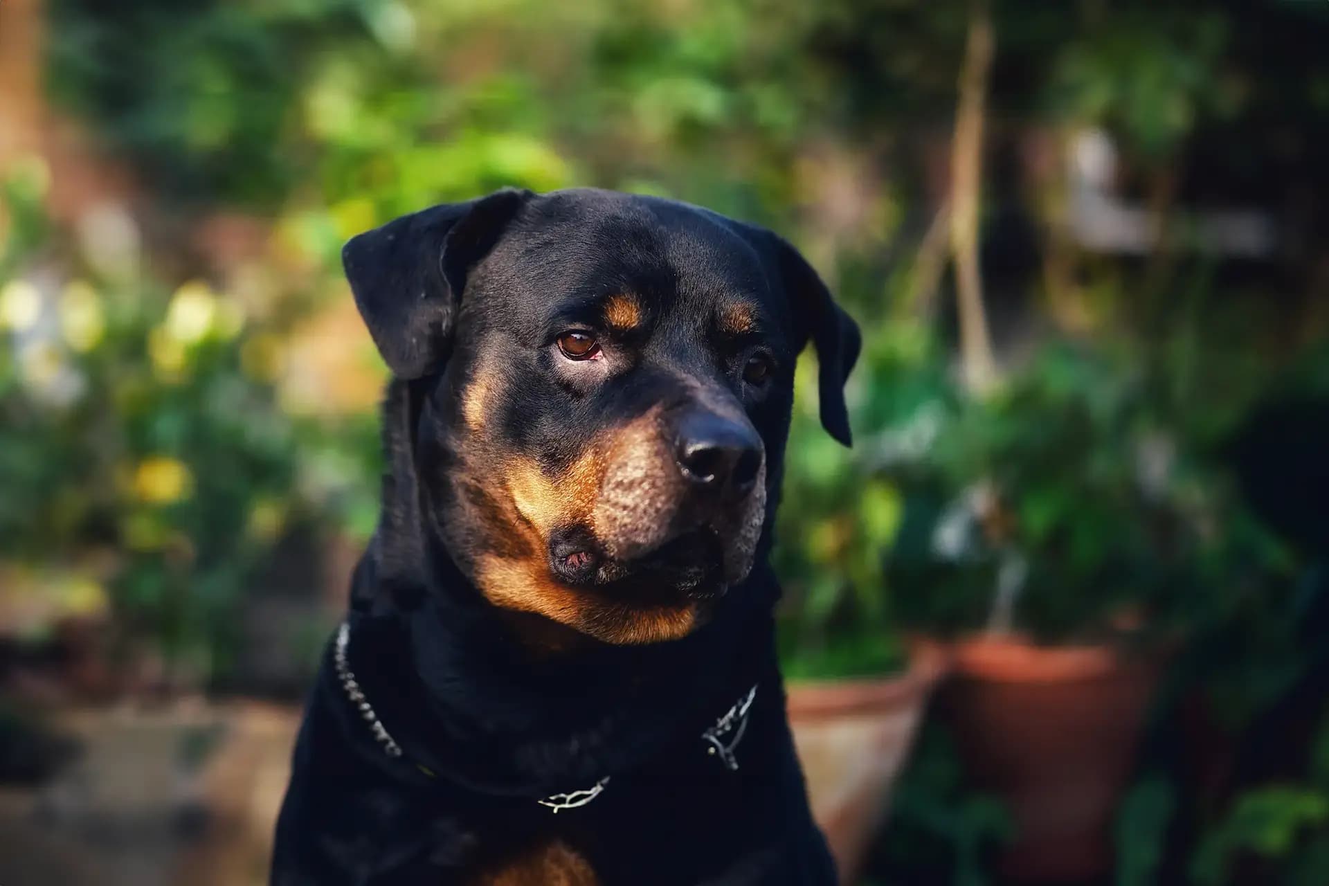 Formation attestation chien catégorie 1 et 2 - Permis de détention