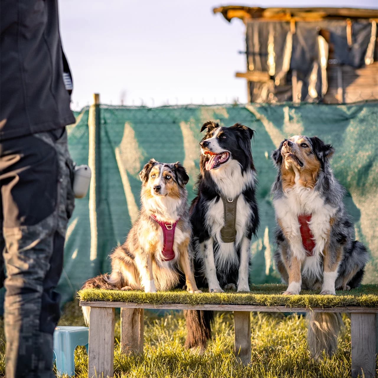Cours collectifs d'éducation canine - Socialisation en groupe