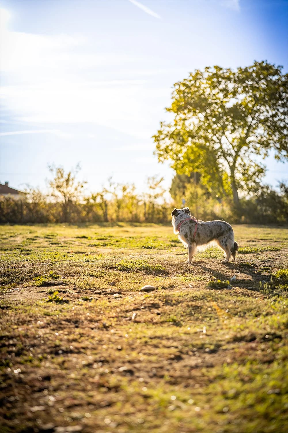 Ateliers chiots - Socialisation et éveil des jeunes chiens