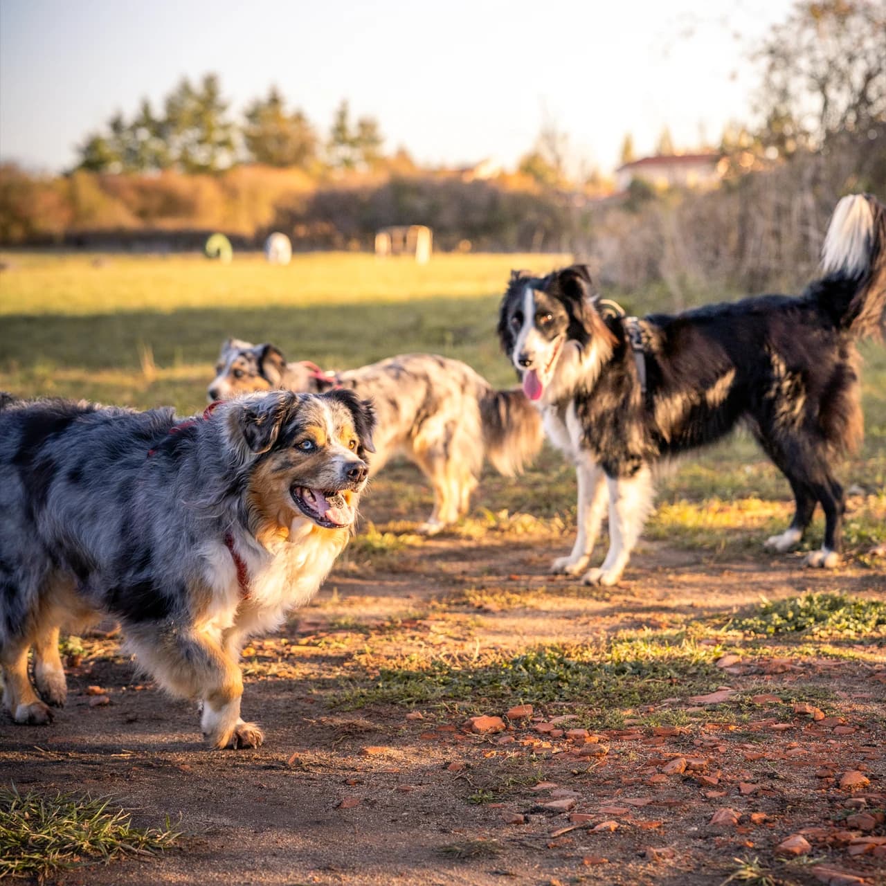 Balades collectives éducatives - Socialisation en extérieur