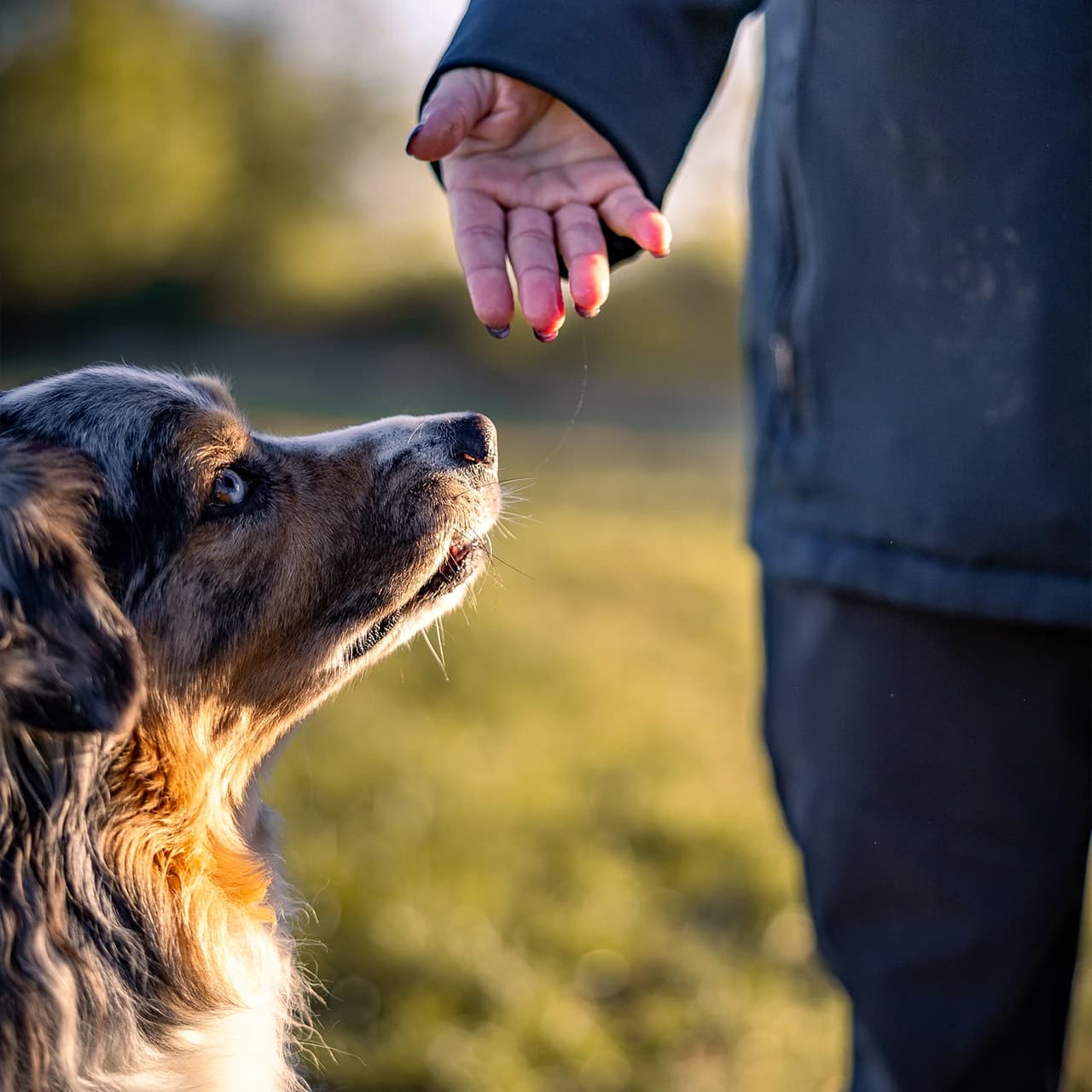Bilan comportemental canin - Analyse des troubles du comportement