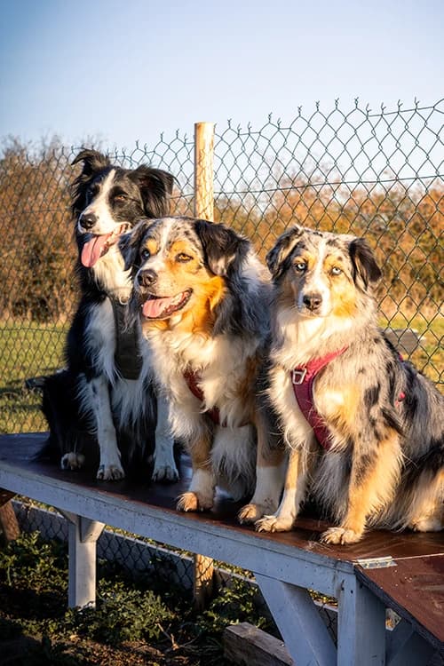 Socialisation canine