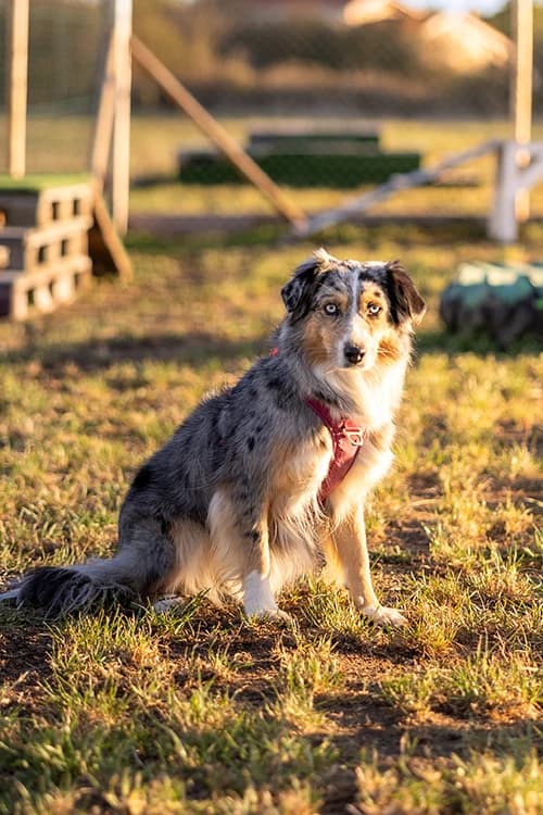 Cours d'éducation canine