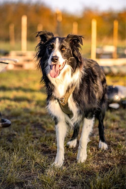 Travail en groupe avec chiens