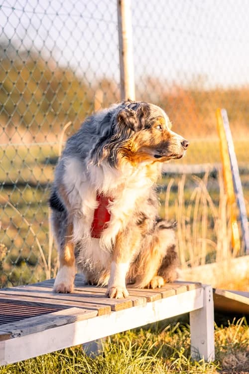 Séance d'éducation avec chiens
