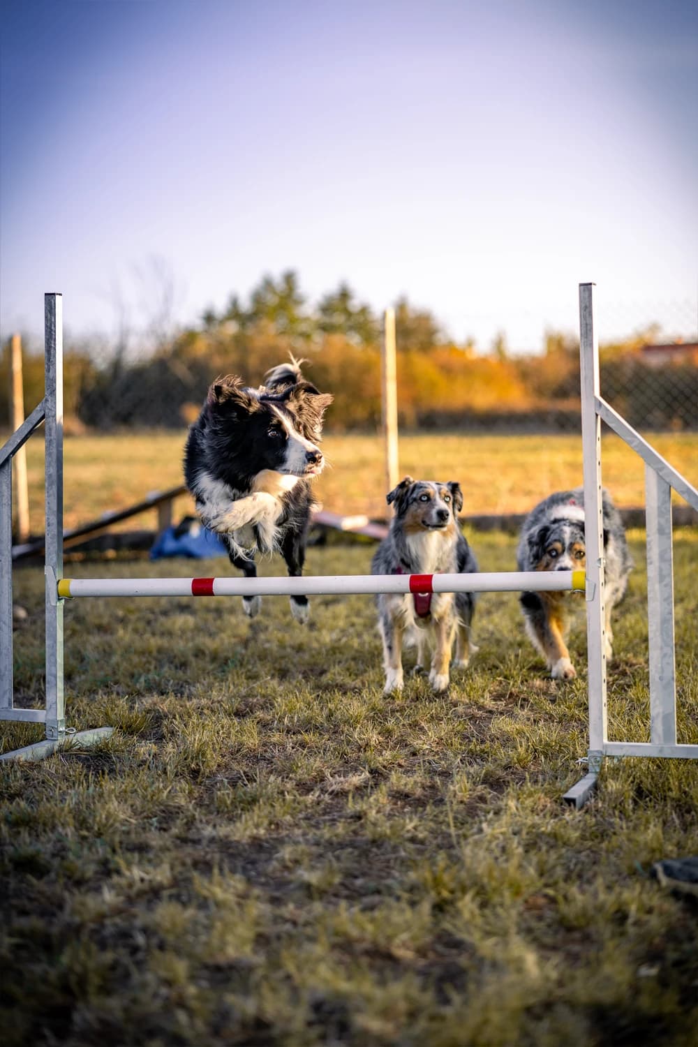Éducation canine positive et bienveillante