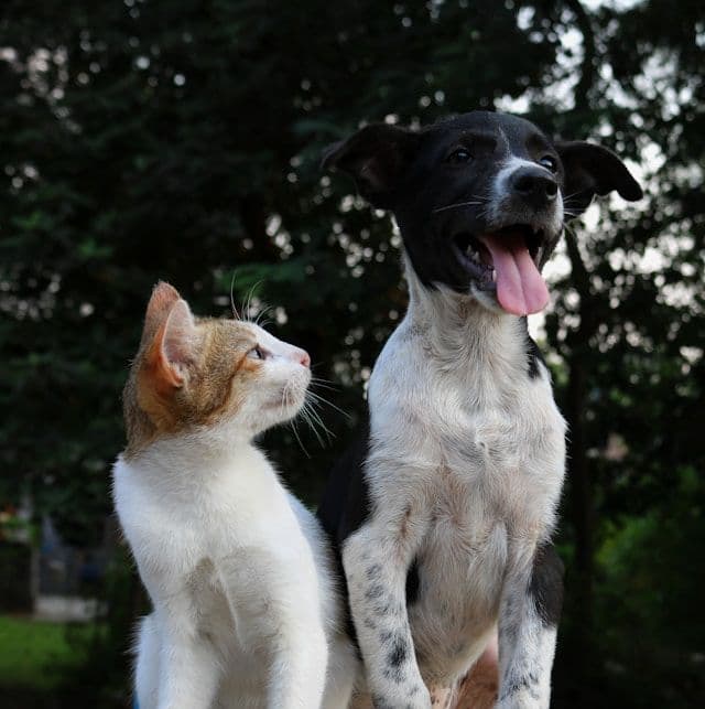 Chien et Chat : Comment Réussir Leur Cohabitation ? Guide Complet 2025
